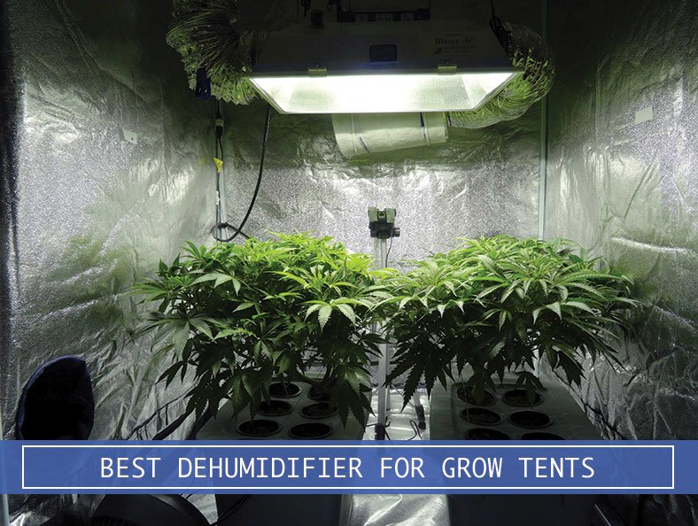 grow room with dehumidifier